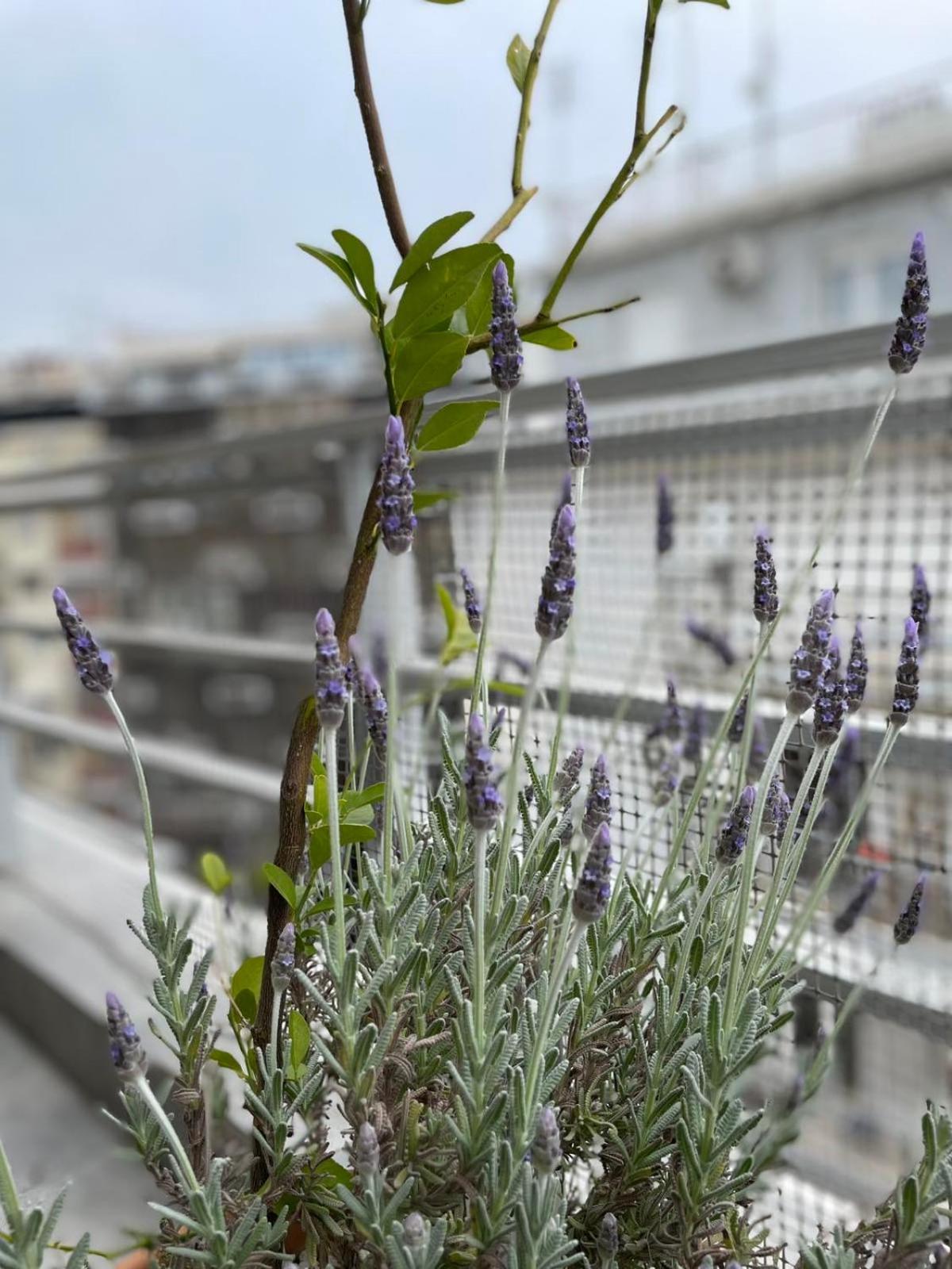 Domus City Apartment With Wonderful Balcony Thessaloníki Eksteriør bilde